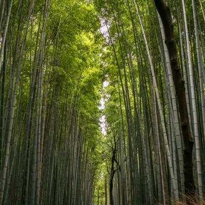逍遥仙尘手游破解版下载